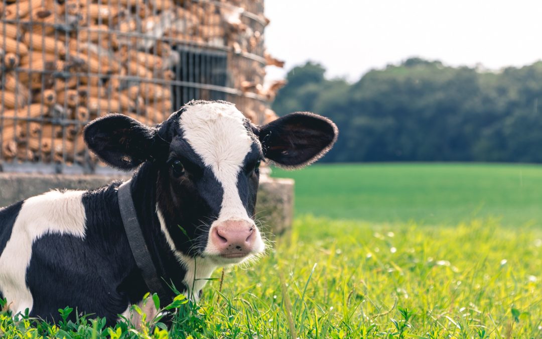 Envision Greater Fond du Lac cancels June dairy events