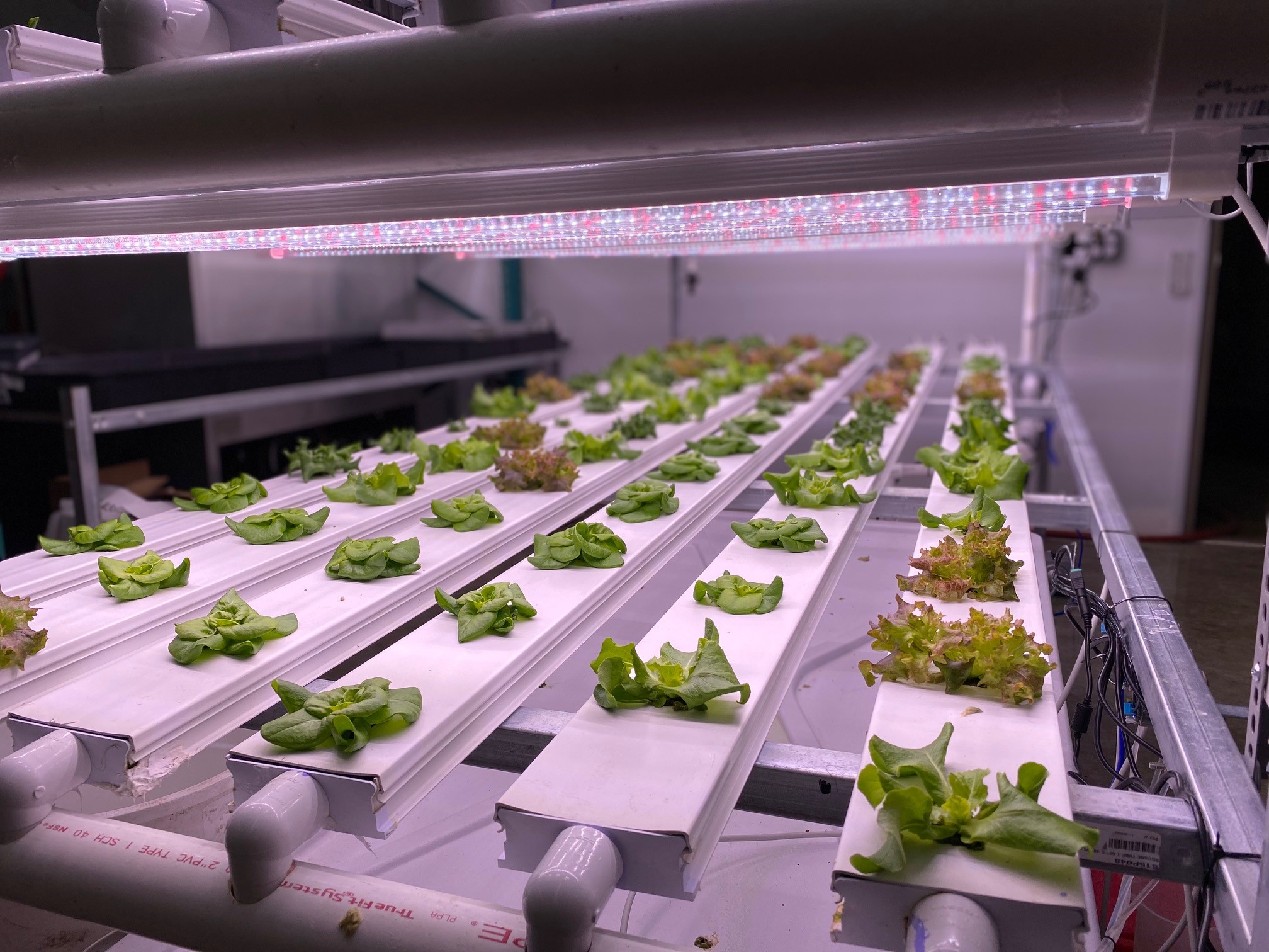 Vines and Rushes Growing Own Food Envision Greater Fond du Lac