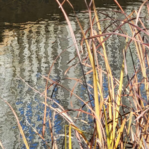 Art of reeds