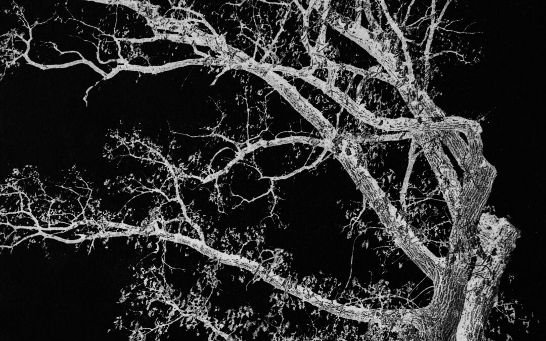 Discover ‘The Shape of Things’ During Exhibit by Open Door Artists at Langdon Gallery