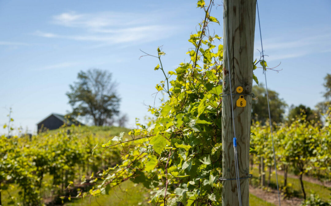 An Update From The Vineyard
