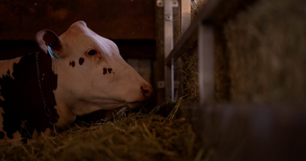 a cow