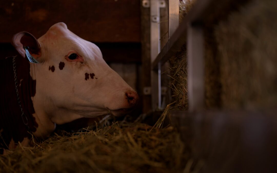 Fond du Lac County Fair, SSM Health Treffert Studios Partner on Sensory-Friendly Hours, Activities