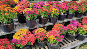Rows of mums