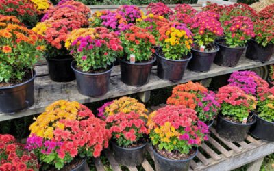 SSM Health Fond du Lac Mission Action Team to host fall mum sale on September 16, 17