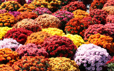 SSM Health Ripon Community Hospital Auxiliary to host fall mum sale on September 8, 9
