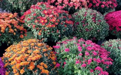 SSM Health Waupun Memorial Hospital Mission Action Team to host fall mum sale on September 17