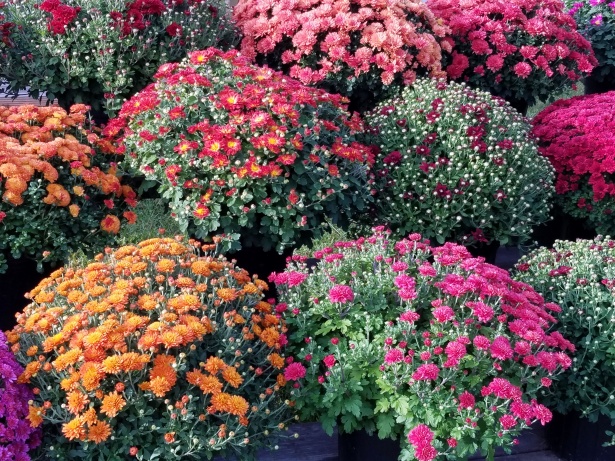 SSM Health Waupun Memorial Hospital Mission Action Team to host fall mum sale on September 17