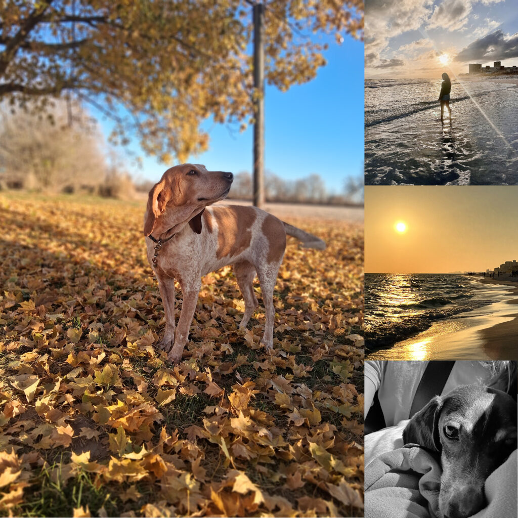 A collage of four photos