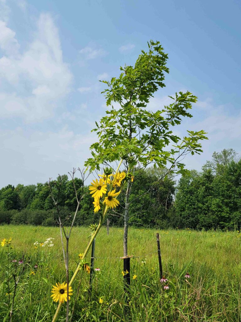 A tree in a field